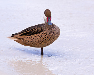 Image showing Bahama duck on sandy beach