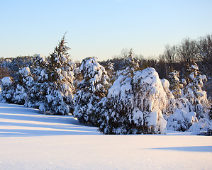 Image showing Snow covered conifer trees