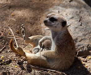 Image showing Small Meerkat with baby in lap