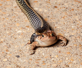 Image showing Gartner snake swallowing toad