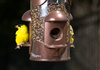 Image showing Goldfinch eating from  bird feeder