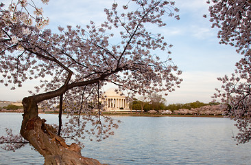 Image showing Jefferson Memorial behind cherry blossom
