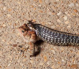 Image showing Gartner snake swallowing toad