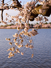 Image showing Cherry Blossom Trees by Tidal Basin