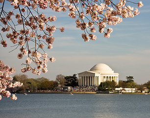 Image showing Cherry Blossom and Jefferson Monument
