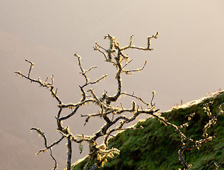 Image showing Yellow lichen on tree twigs