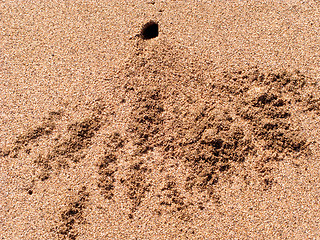 Image showing Hole in sand dug by crab
