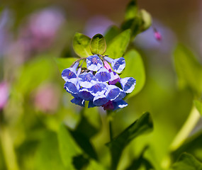 Image showing Close up of bluebells in April