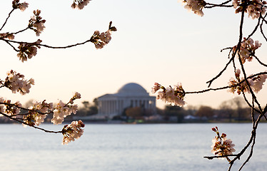 Image showing Cherry Blossom and Jefferson Memorial