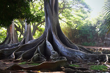 Image showing Jurassic Tree Roots