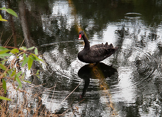 Image showing Black swan with ripples