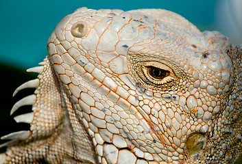 Image showing Eye of Iguana