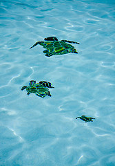 Image showing Pool Turtles