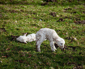 Image showing New born lamb twins with mother