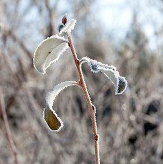 Image showing Sunlight on frosted leaves