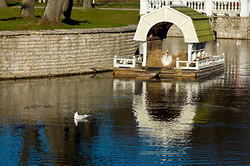 Image showing Swan on nest in Tallinn