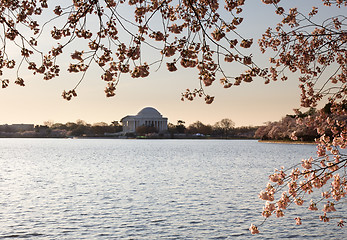 Image showing Cherry Blossom and Jefferson Memorial