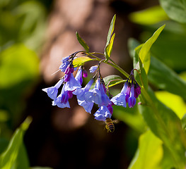 Image showing Close up of bluebells in April