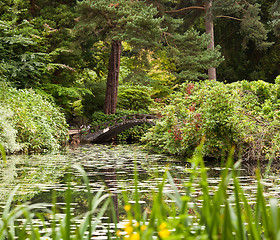 Image showing Japanese garden