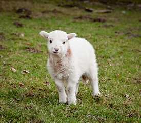 Image showing Single new born lamb