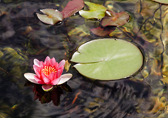 Image showing Red Water lily on edge of leaves