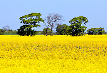 Image showing Oilseed rape blossoms