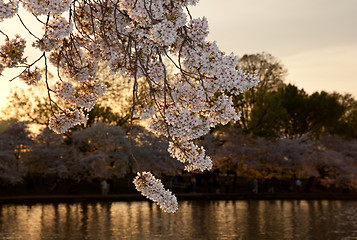 Image showing Cherry blossoms against sunset