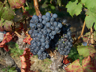 Image showing Close up of a bunch of grapes