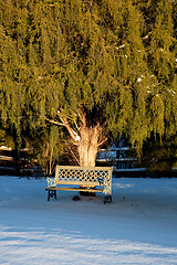 Image showing Bench under large conifer tree