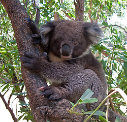 Image showing Koala Bear in tree