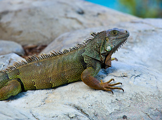 Image showing Iguana on rocks