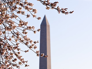 Image showing Cherry Blossom and Washington Monument