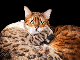 Image showing Pair of bengal kittens in cuddle