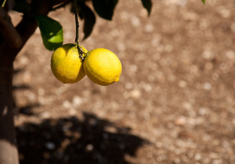 Image showing Lemons growing in Limone