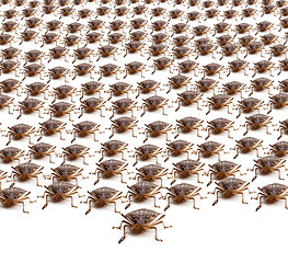 Image showing Army of Brown Stink Bugs