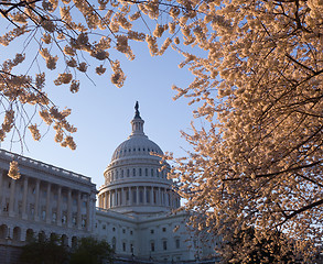 Image showing Sunrise at Capitol with cherry blossoms framing the dome