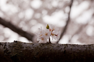 Image showing Single cherry blossom on branch