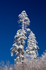 Image showing Pine trees covered in snow on skyline