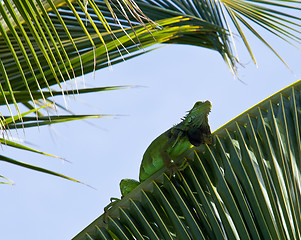 Image showing Iguana in palm tree