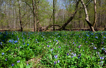 Image showing Blue bells along bank of river