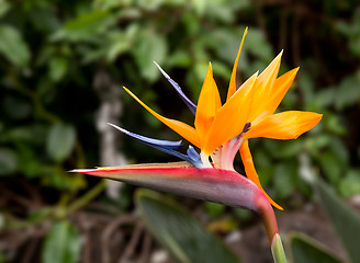 Image showing Bird of Paradise Flower