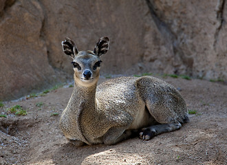 Image showing Kopje deer looking at camera