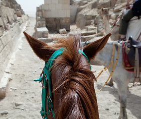 Image showing On horse ride by the pyramids in Cairo