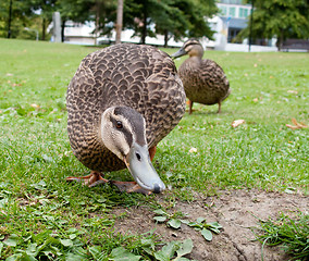 Image showing Fisheye effect on duck