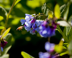 Image showing Close up of bluebells in April