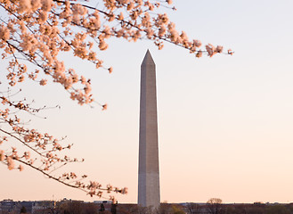 Image showing Cherry Blossom and Washington Monument