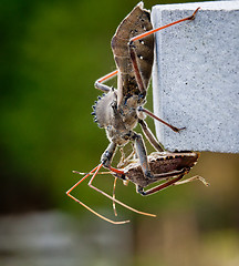 Image showing Assassin bug kills Shield bug