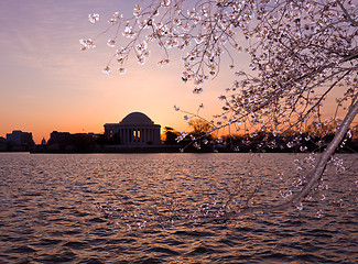 Image showing Cherry Blossom and Jefferson Memorial