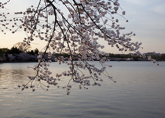 Image showing Cherry blossoms against sunset