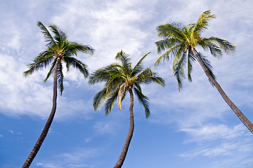 Image showing Three palm trees